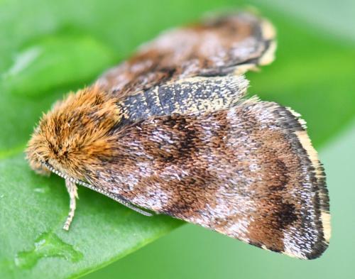 Panemeria tenebrata